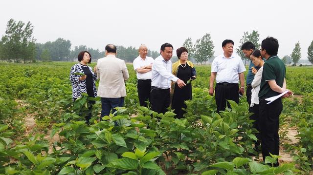 北京大学教授李俊杰一行调研遂平广华集团嵖岈山万亩蛋白桑田基地