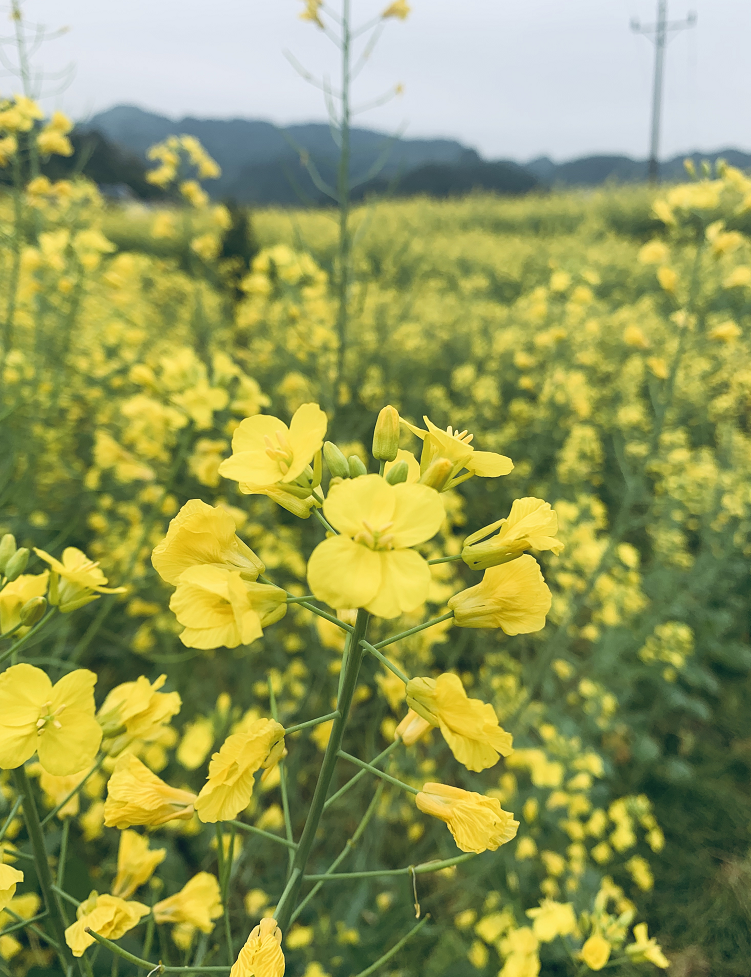 到巴南区石滩麒麟花海追蜂蝶;在金色石滩踏春采青