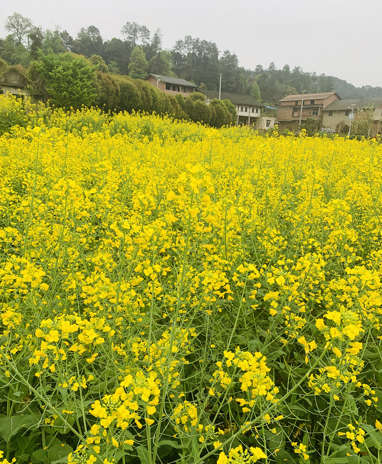 到巴南区石滩麒麟花海追蜂蝶;在金色石滩踏春采青