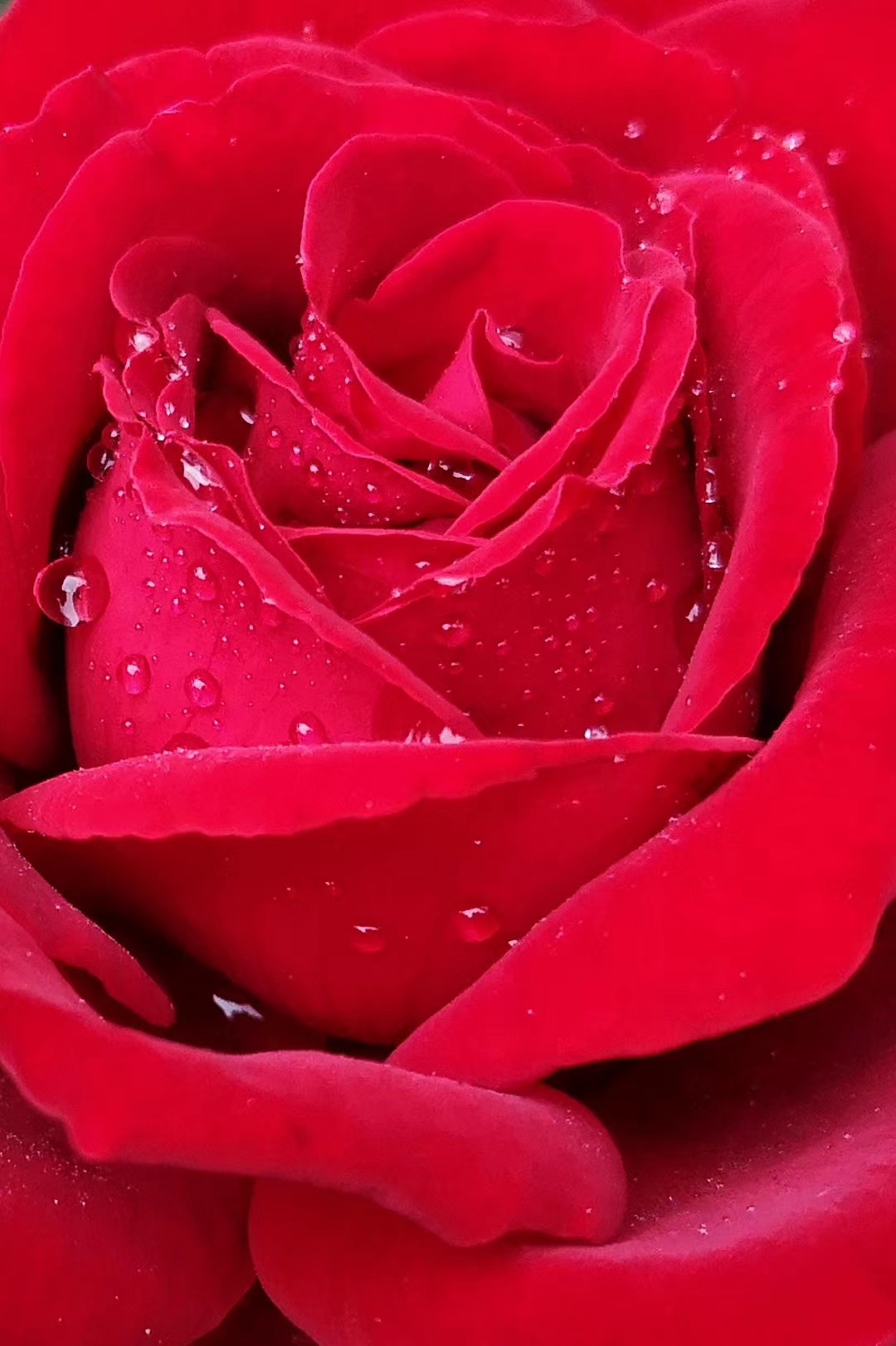 上游读图丨李立峰:含泪奔跑的玫瑰