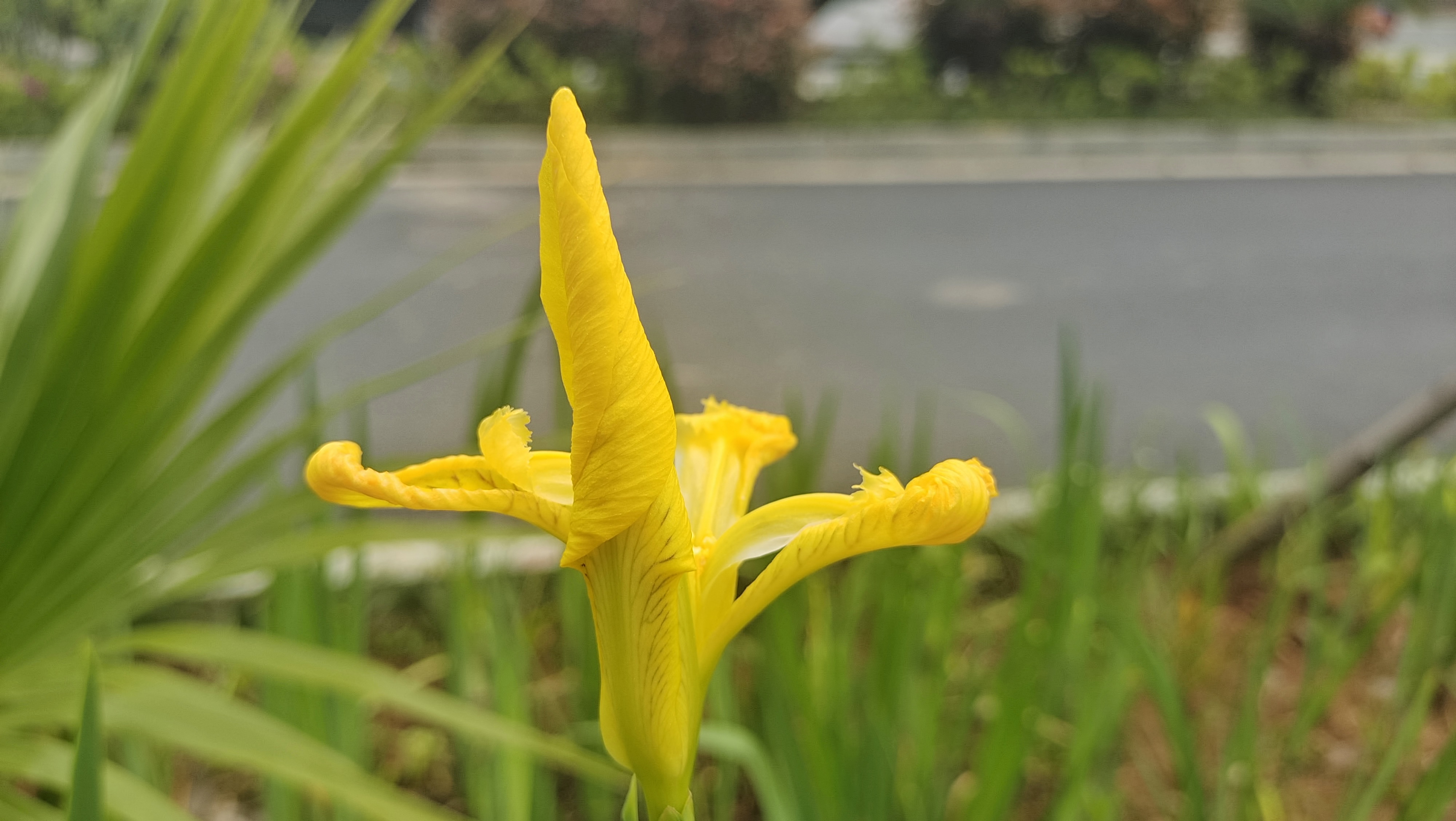 美丽吉安之赏花系列黄菖蒲花开迷人