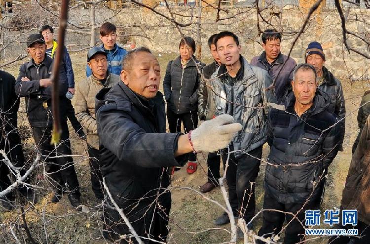 李保国(前左)在河北省内丘县岗底村向村民讲解果树修剪知识(2016年1月