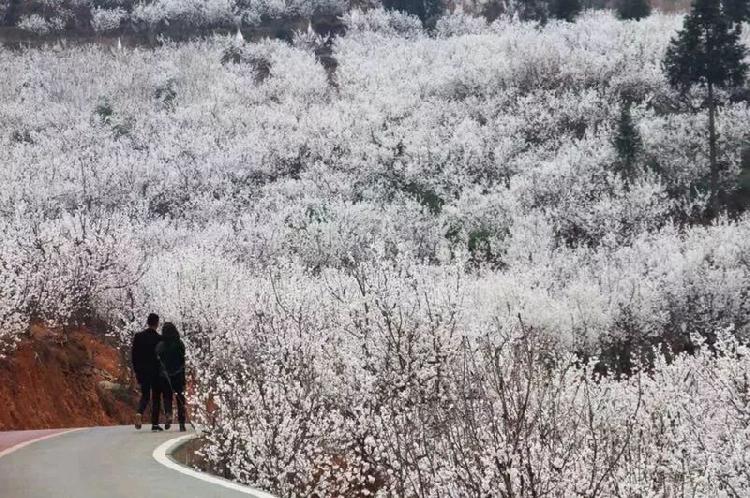 万亩樱桃花