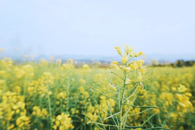 【赏花季来啦】广阳岛重新开放,来这片油菜花海收获惊艳的春天!