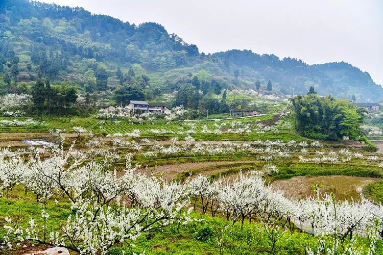 【赏花季来啦】巴南安澜的山间李花覆满枝头,带上家人尽享乡村时光