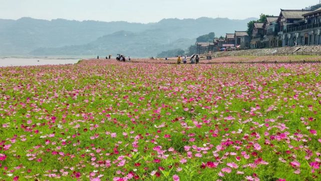 木洞的格桑花已铺满江岸,浪漫得尤如童话世界