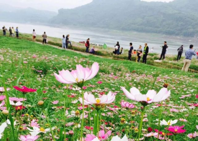 木洞的格桑花已铺满江岸,浪漫得尤如童话世界