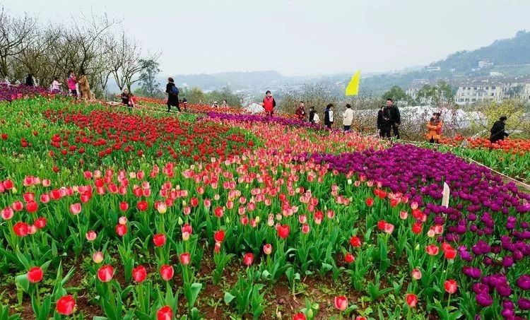 【重庆云端花博会】九龙坡走马观花节开幕,打探十里灼灼桃花林