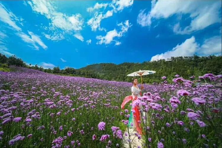 万州惊现浪漫紫色花海,超美!