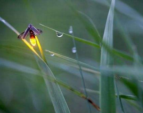 据有关资料介绍,萤火虫是一种小型