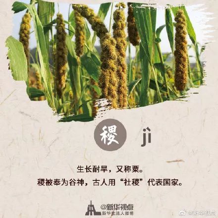 ③稷(jì):又称粟,脱皮后称小米