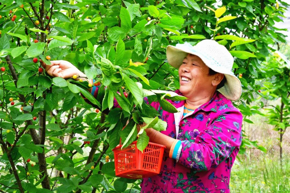 好物件min甜合川双槐镇万余棵樱桃树熟了