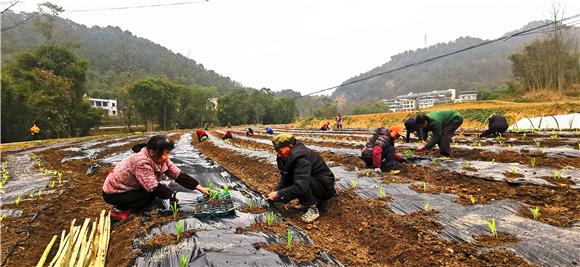 去年,区里在乡村振兴工作中,下达了在蒲吕街道人和,善心,青山,新联,康