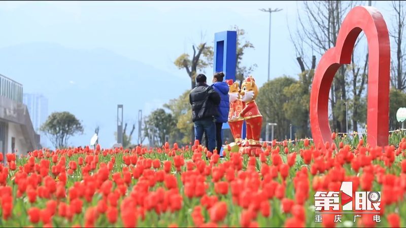 开州郁金香开迎春来五彩花海醉游人