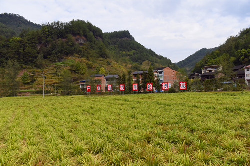 深秋时节石柱临溪乡村绿满田畴