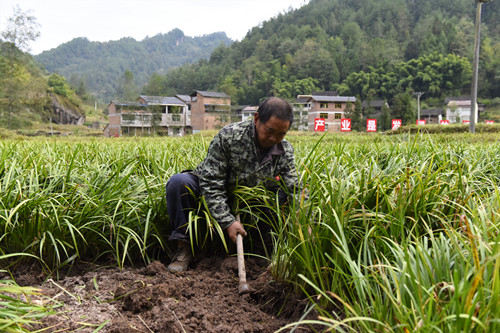 深秋时节石柱临溪乡村绿满田畴