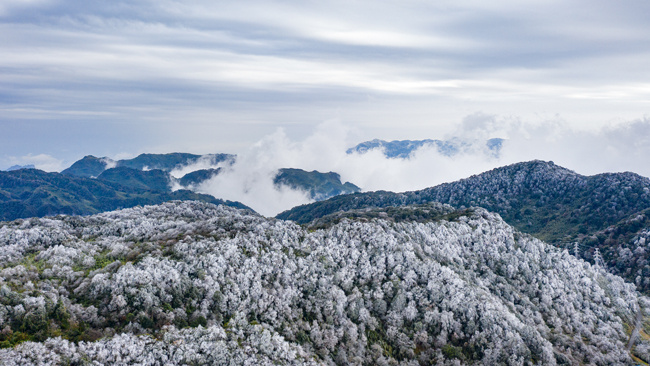 南川金佛山雾凇白头景色美