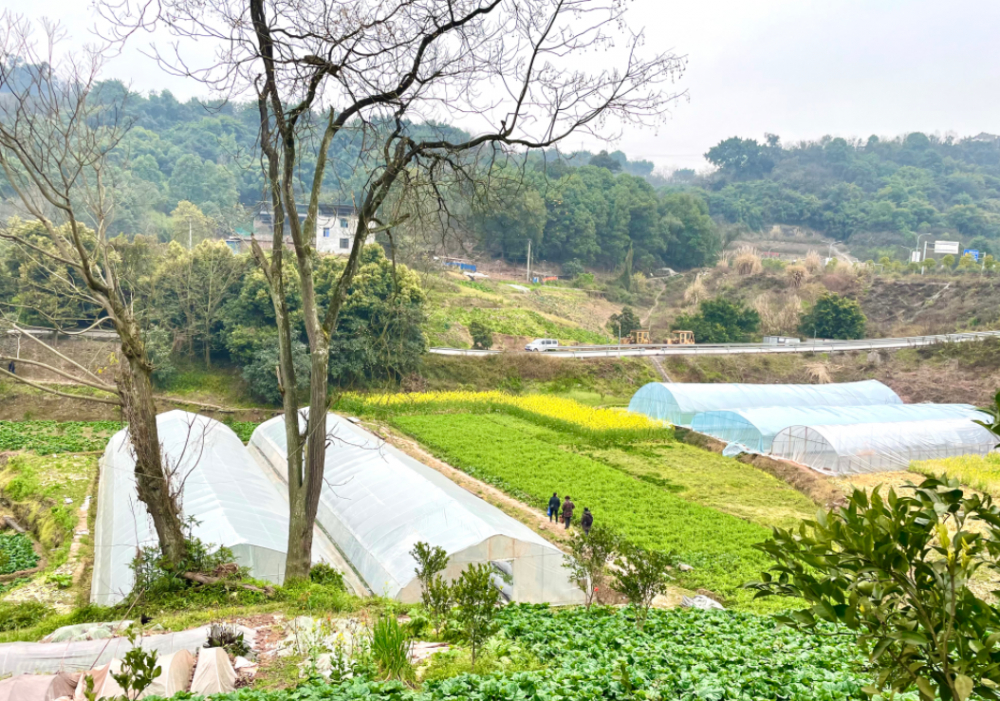 振兴大渡口区跳磴镇南海村草莓园里春意浓休闲采摘助力乡村振兴