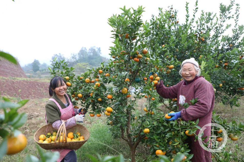 重庆各区县的采摘园已经瓜果飘香,放眼望去,漫山遍野的柑橘挂满枝头