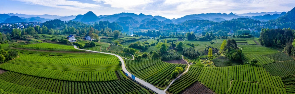 秀山作为中国区域特色美丽茶乡,重庆市最大的茶叶产地县和茶叶综合