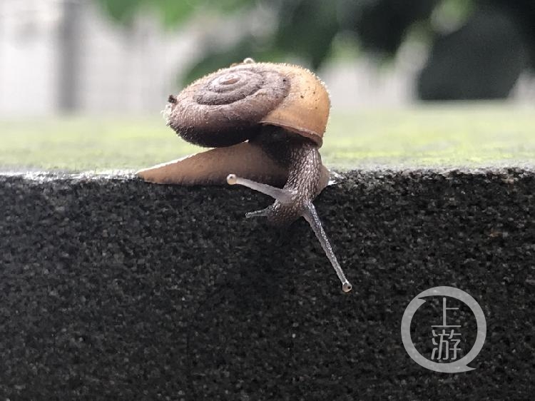 气温凉爽降雨多 蜗牛成群结队倾巢出来觅食