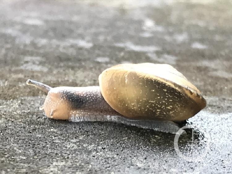 气温凉爽降雨多 蜗牛成群结队倾巢出来觅食