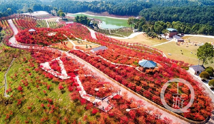 南湖多彩植物园"红枫杯"摄影大赛 入围奖摄影作品赏析