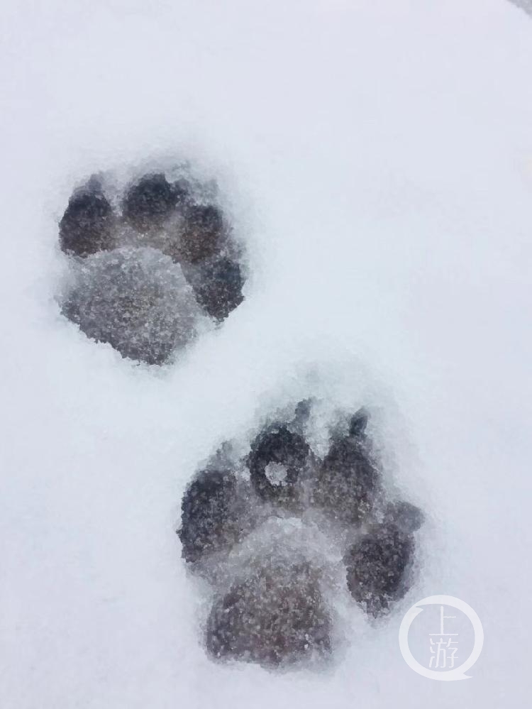 雪地里,动物留下的脚印.