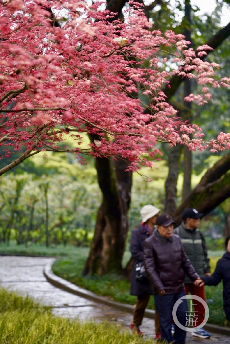 雨过天晴,市民在公园散步.市民在鹅岭公园赏花.