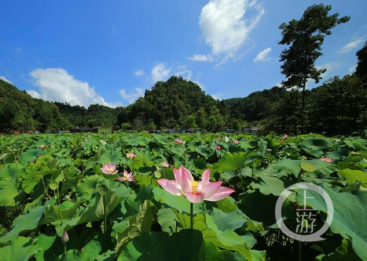 重庆池海湿地公园位于万州区西部边陲弹子镇,成片湖群连绵十里,秋荷