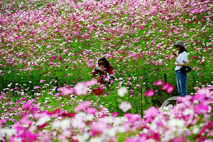 国庆小长假那里去 天坪山的格桑花已美成海