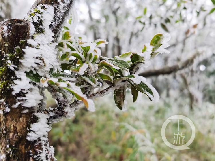 千树万树梨花开 金佛山出现雾凇景观