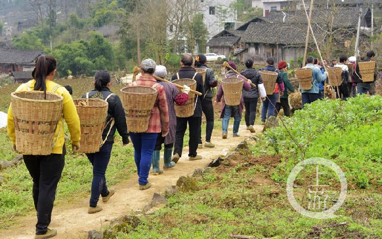 3月8日,重庆市酉阳土家族苗族自治县后坪乡椒梓村村民正在忙碌着下车