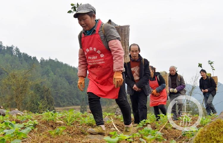 给贫困户自身发展添动力,近段时间,重庆市酉阳土家族苗族自治县后坪乡