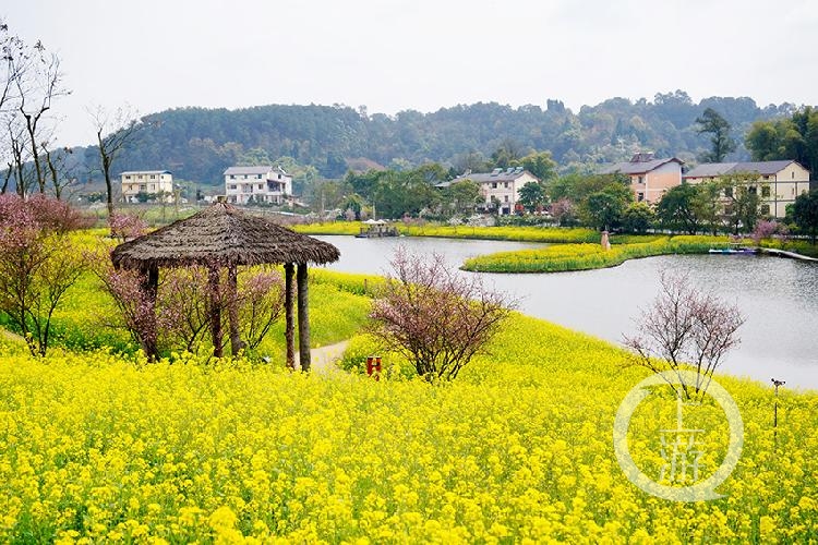 3月10日,巴南区二圣天坪山云林天乡景区,金灿灿的油菜花,粉扑扑的红叶