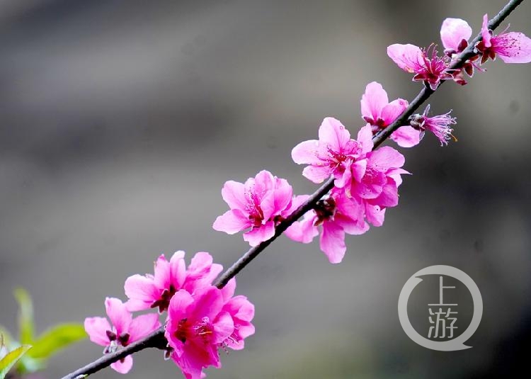 云赏花 | 江北鸿恩寺片区鲜花绽放柳色新
