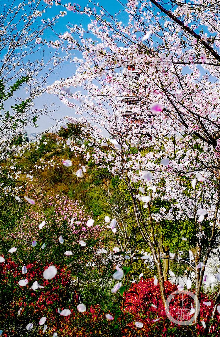 春风拂过,花瓣纷纷飘落.