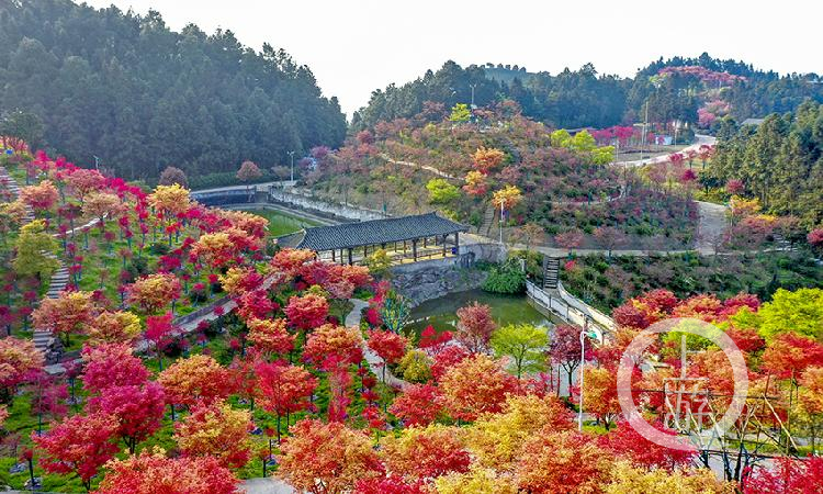 鸟瞰巴南区五洲园红枫林.近日,五洲园红枫层林尽染,进入了最佳观赏期.