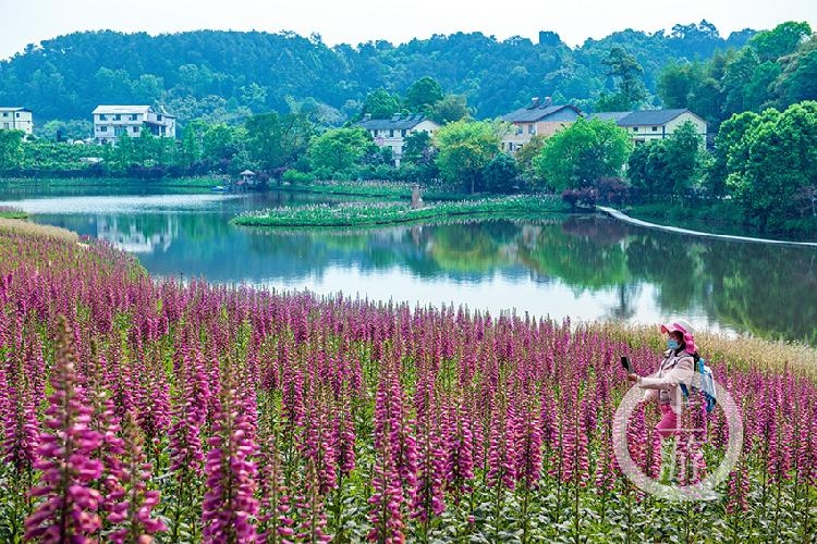 《仙女手套花正红》 张朝阳 摄于巴南区云林天乡景区