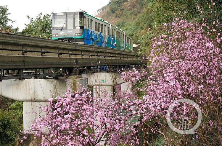 寻找重庆最美春天 山城春来早 轨道列车穿行花海随处可见