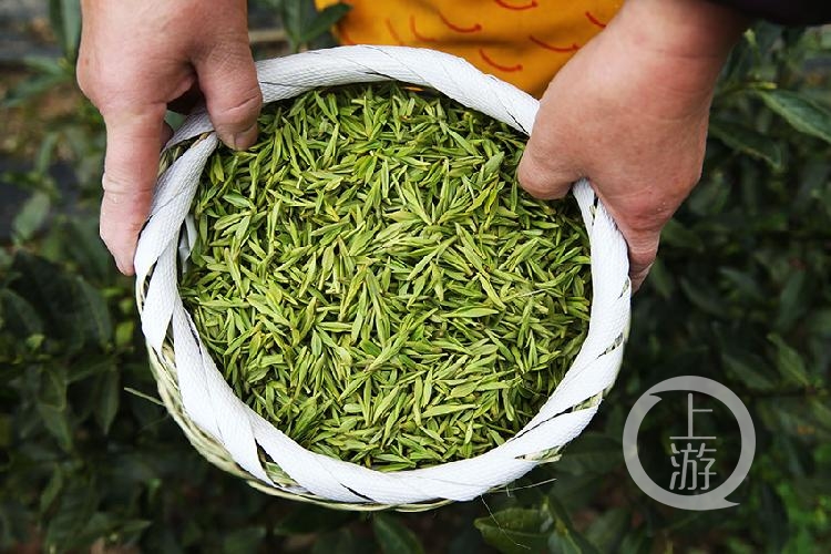 重庆黔江:"脱贫茶"开采