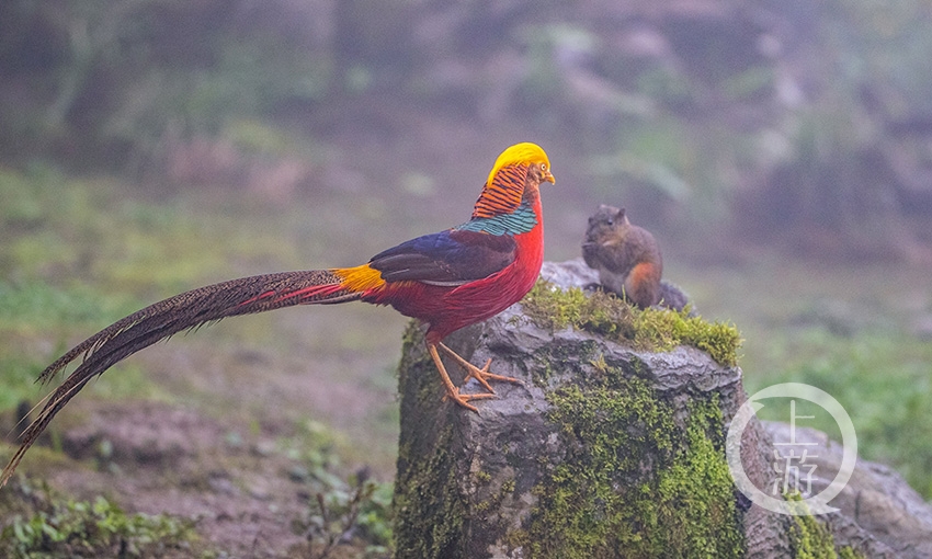 红腹锦鸡在森林公园漫步,觅食.
