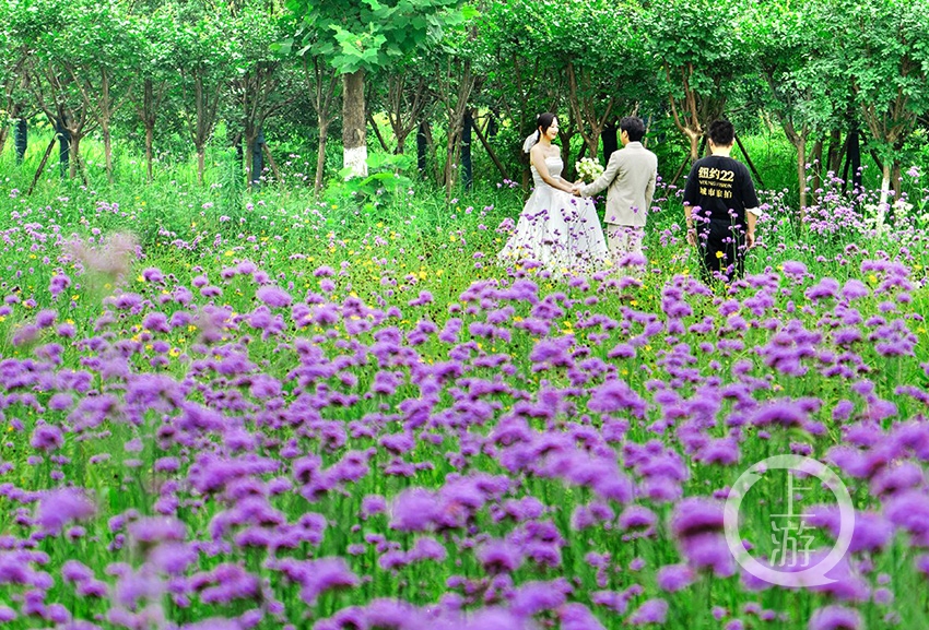 紫色马鞭草盛开 去鱼复新城欣赏如云如霞的初夏浪漫风景