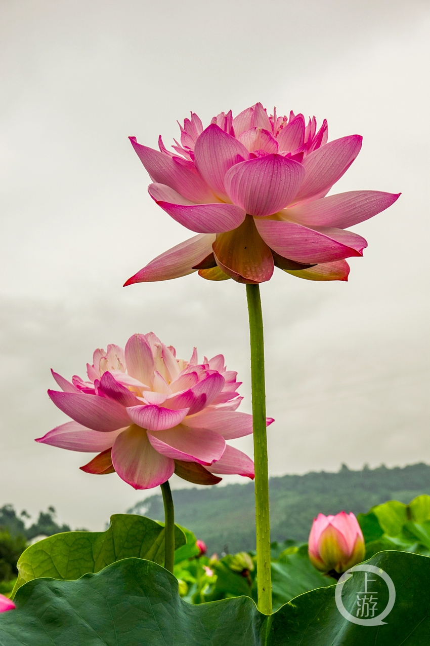 《岀水芙蓉 刘启禄 摄