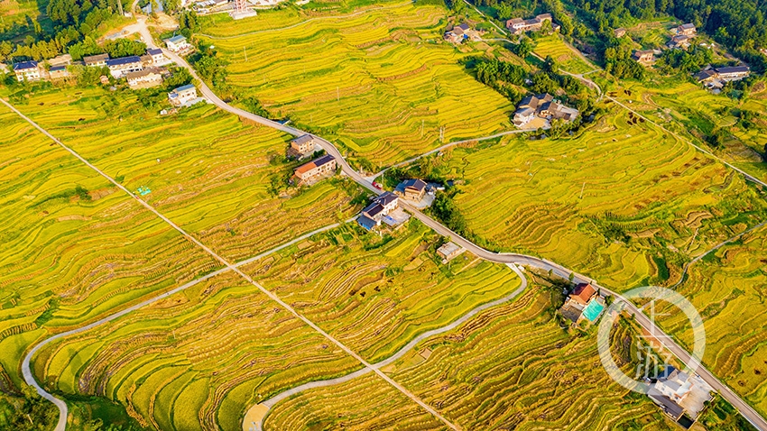 重庆南川:稻谷飘香遍地金黄