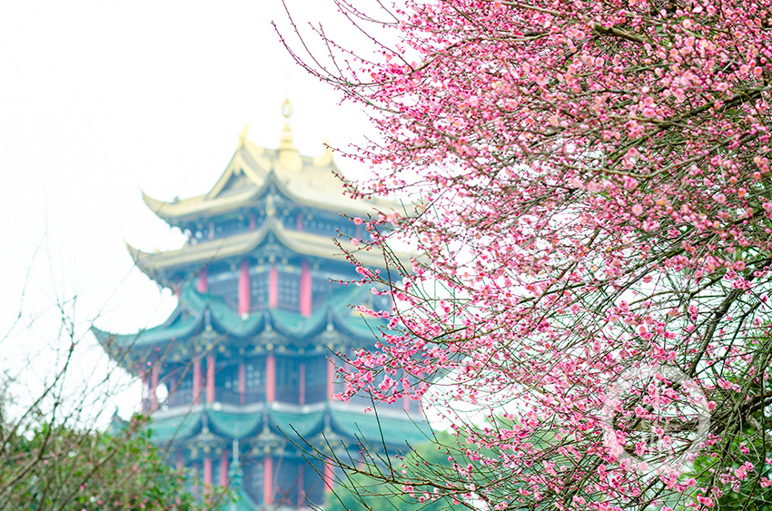 鸿恩寺公园梅花迎春年味浓