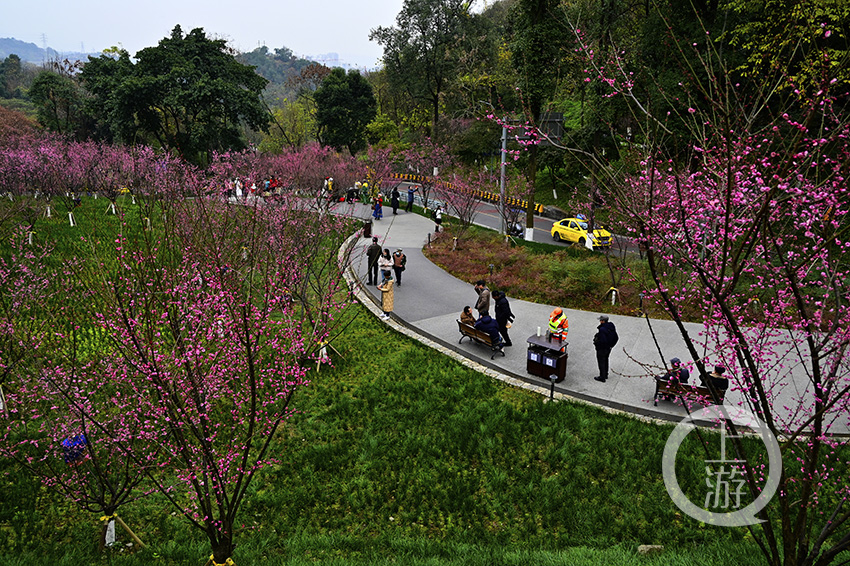 很多人知道在歌乐山下有个梅园,却不知道在歌乐山下还有一片梅林.