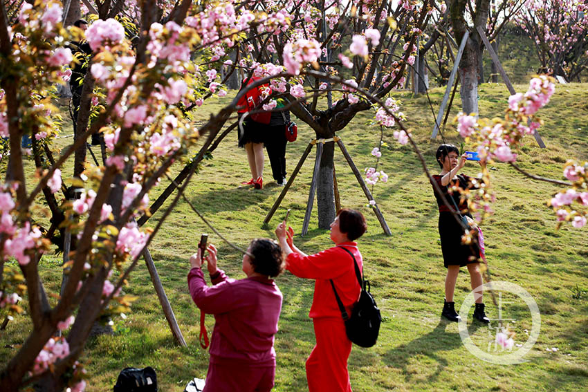 近日,长寿区桃花公园里几百株樱花竞相绽放,美不胜收.