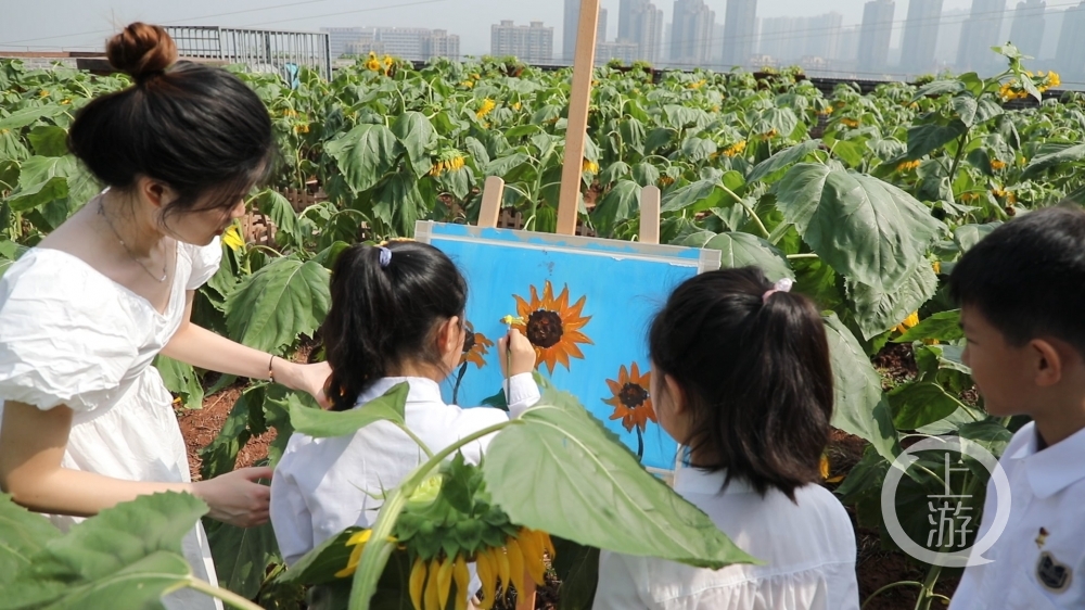 这所学校在楼顶种出了一片向日葵花海!