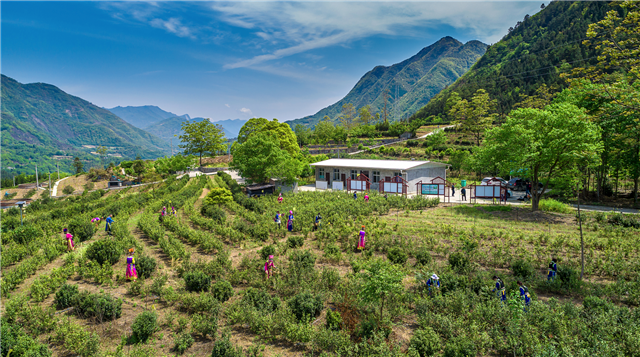 第一关注北川茶园春意浓春茶飘香采摘忙